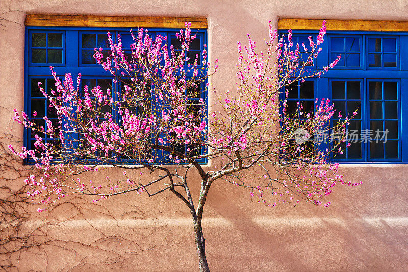 圣塔菲，NM:萌芽的粉红色春树，蓝色的窗户