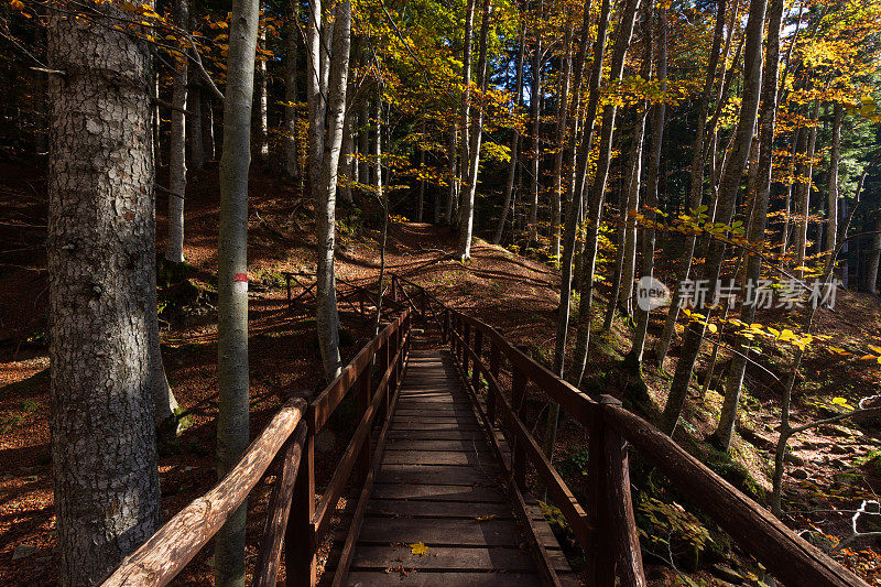 木桥在秋日的照耀下穿过森林