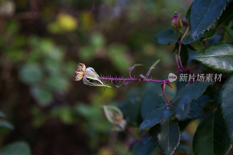 干燥的玫瑰花枝从侧面射出