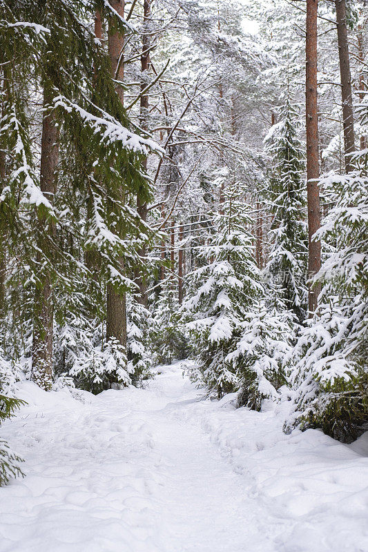 冬天的风景。白雪皑皑的森林，松树和厚厚的积雪，雪堆。