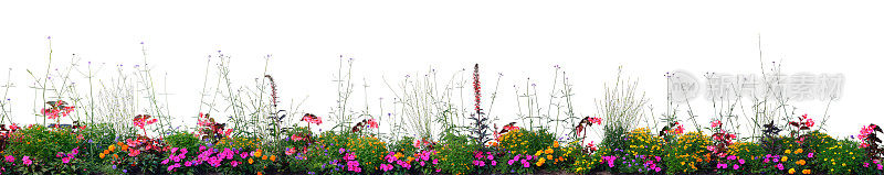 年花花坛全景，孤立的水平全景盛开的红雀花坛特写，开花的海棠，凤仙花，金盏花，马鞭草，权贵花，大的详细图案，彩色洋红，紫色，深红色，粉红色，橙色，白色，Y
