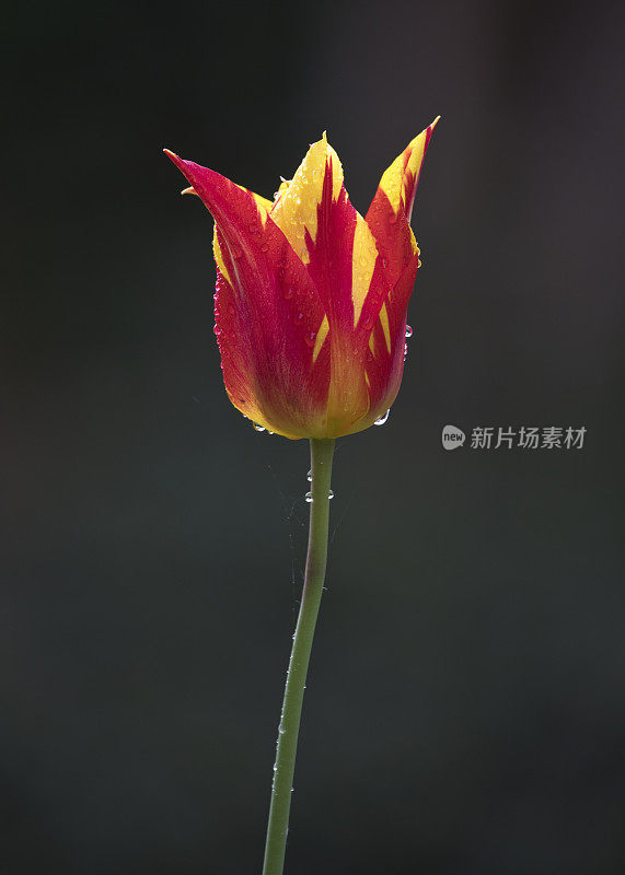 雨滴在黄色和红色的郁金香(郁金香烟花)花在黑暗的背景