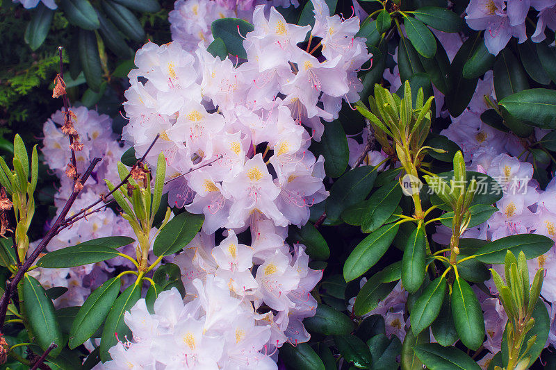 特写镜头的杜鹃花