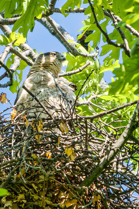 库珀的鹰蛋孵化在巢里