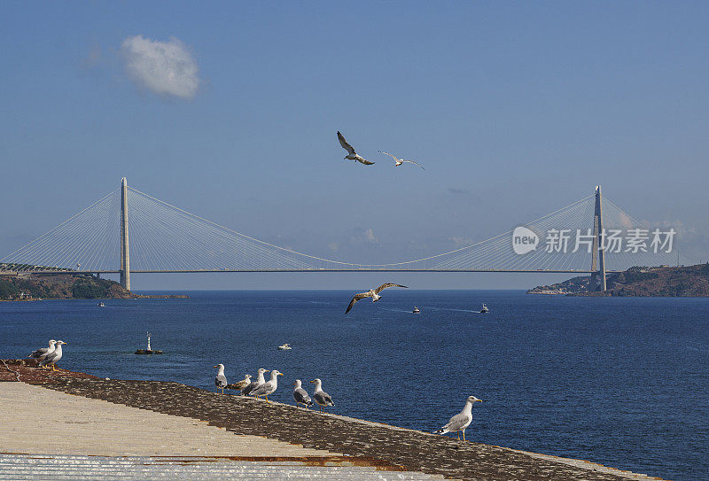 海鸥与亚乌兹苏丹塞利姆桥的背景。土耳其伊斯坦布尔