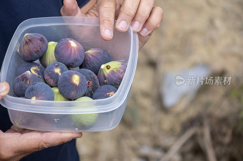 人手拿着一个装满成熟无花果果实的塑料帽