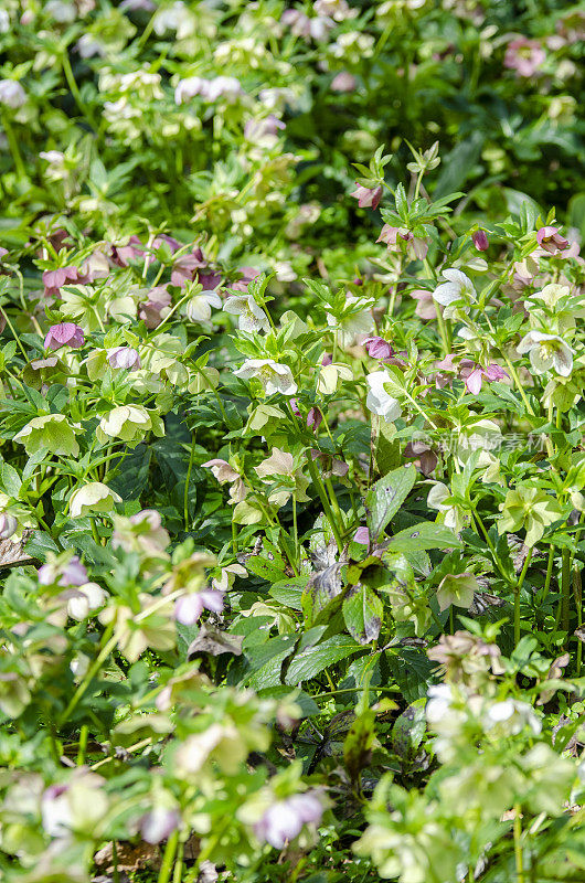 Hellebore四旬期玫瑰:早春花和盛开