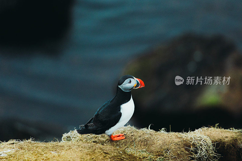 冰岛午夜太阳下美丽的海雀