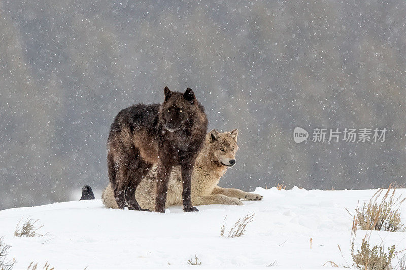 在黄石国家公园，一群马鹿狼在雪地里一起拍照