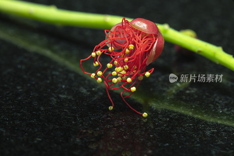 小枝与红色花朵的特写。梅花-日本榅桲在春天在户外开花，用来装饰花园。