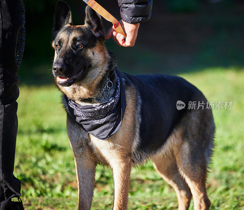 一只可爱的德国牧羊犬在公园里被主人训练