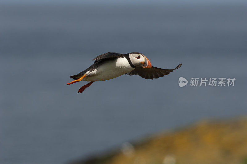 海雀飞行(北极兄弟会)