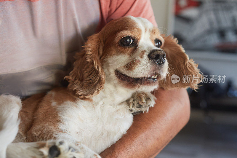 甜蜜，快乐和可爱的狗在腿上