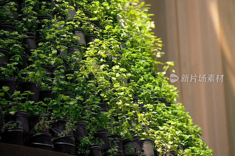 绿色叶子植物在建筑墙上的花盆