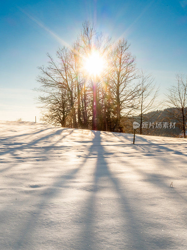 白雪覆盖着树木和阳光