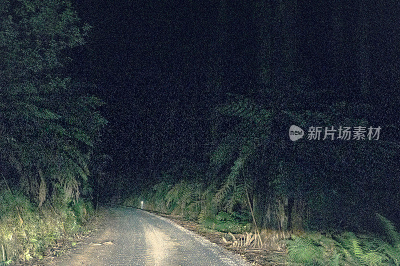 夜间穿越雨林的道路。