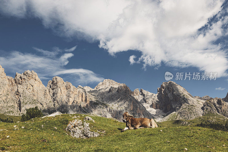 快乐的奶牛在山野上休息