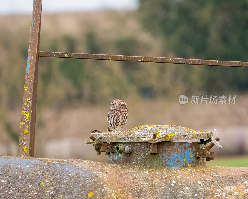 小猫头鹰