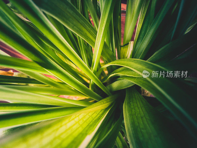 一个温室植物的微距镜头。