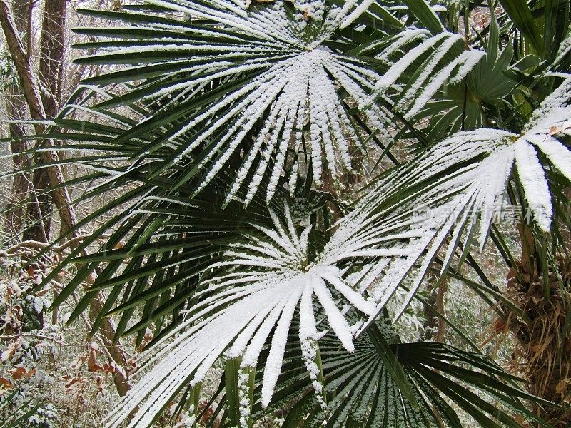 日本。1月。雪中的棕榈树。