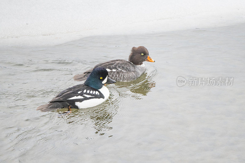 黄眼鸭(公、母)在冷水中游泳觅食