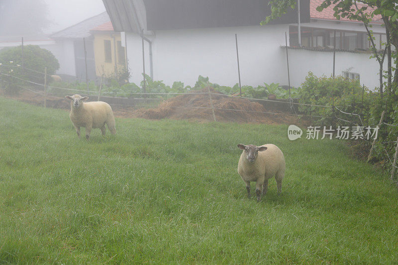 雾中的绵羊