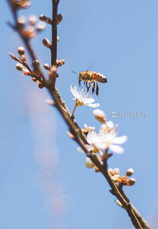 春天樱花盛开，蜜蜂飞舞