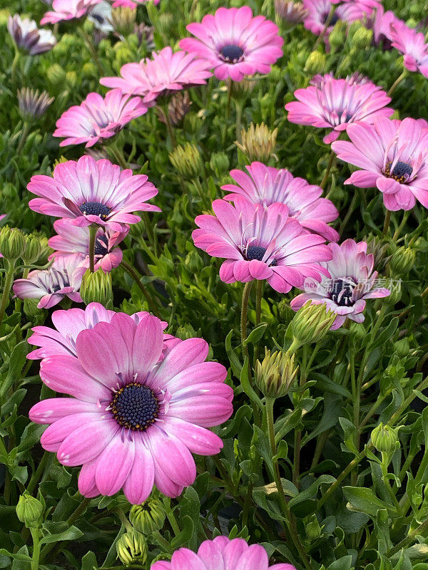 花在花园中心