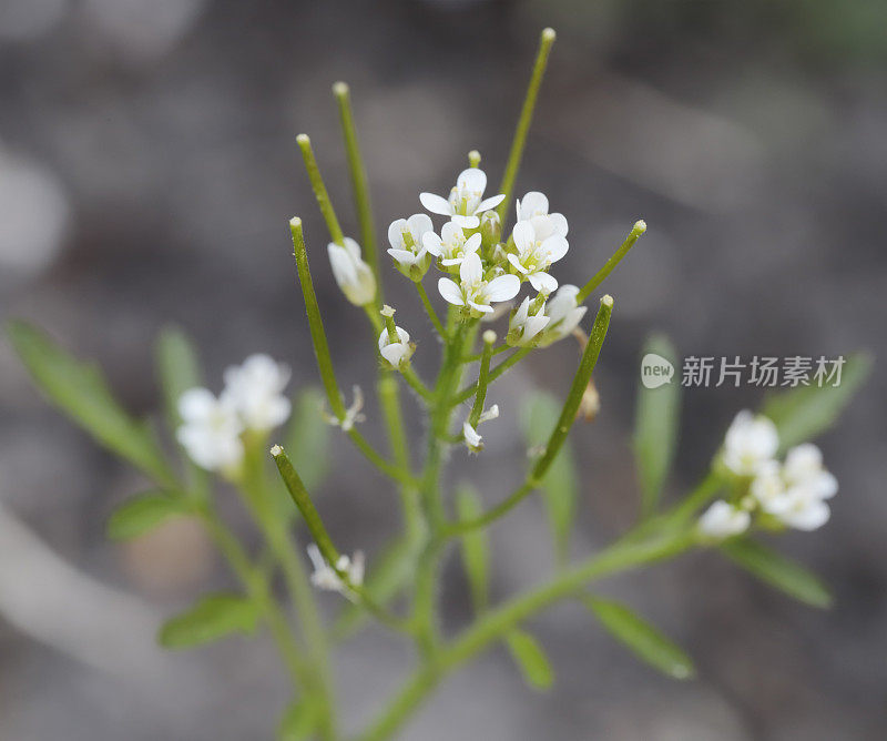 芥蓝(拟南芥)