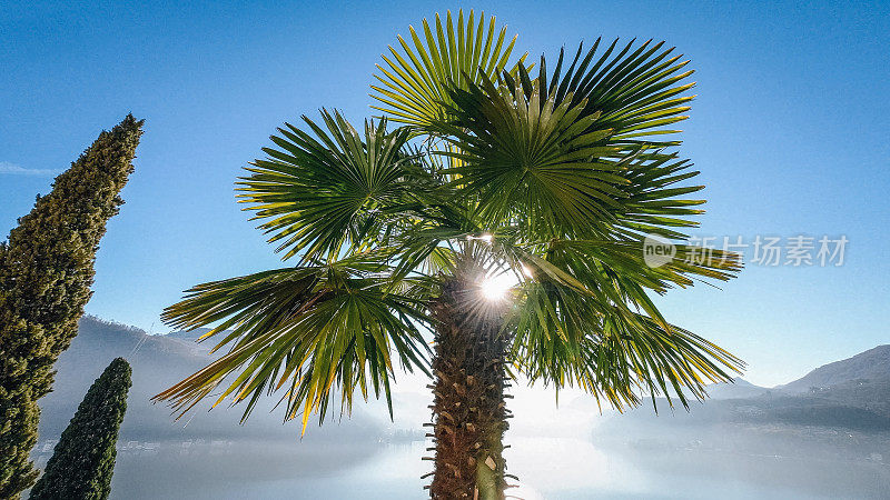阳光穿过棕榈树的风景