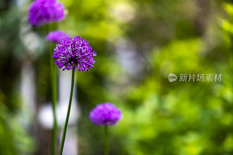 后院的紫色葱属植物