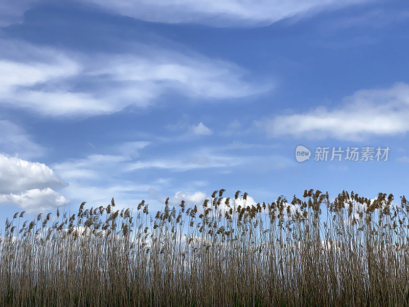 采购产品芦苇和湖，景观，芦苇，芦苇床，湖上的倒影