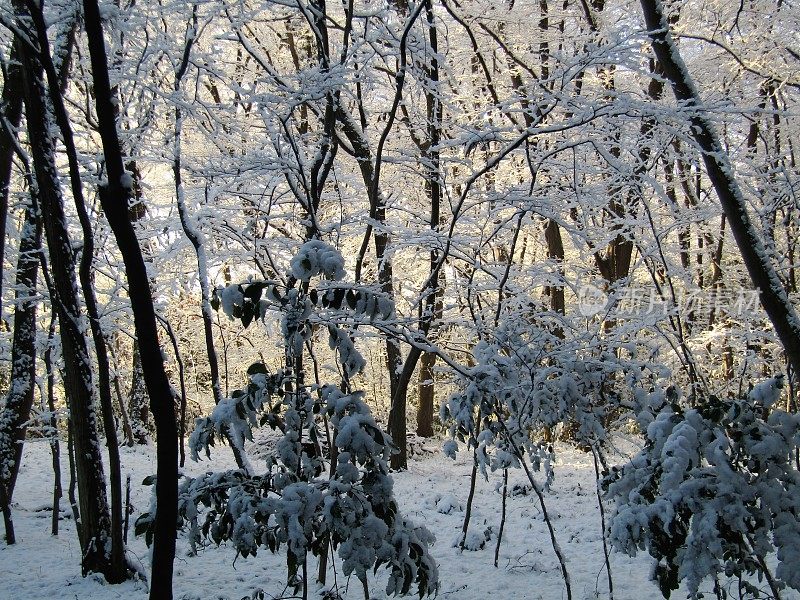 日本。1月。雨夜后的阳光明媚的早晨。在冬天的森林里。