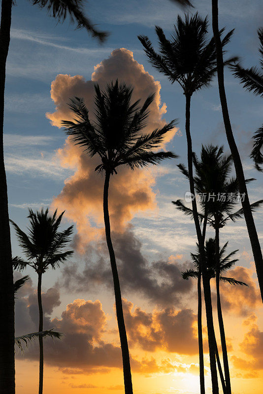 黎明的棕榈树