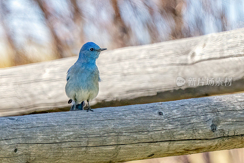 蓝鸟山栖息在一根原木篱笆柱上