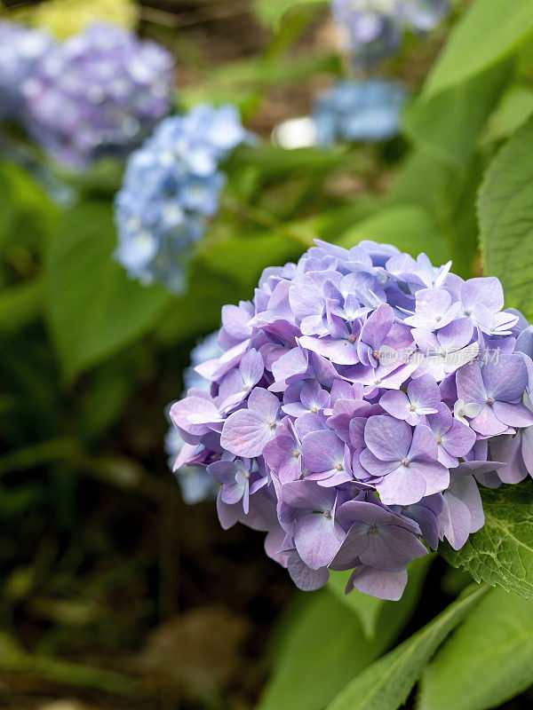 花园里盛开的绣球花的特写