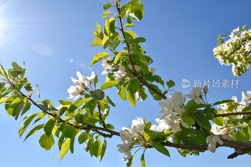 春天鲜花背景-安克雷奇，阿拉斯加