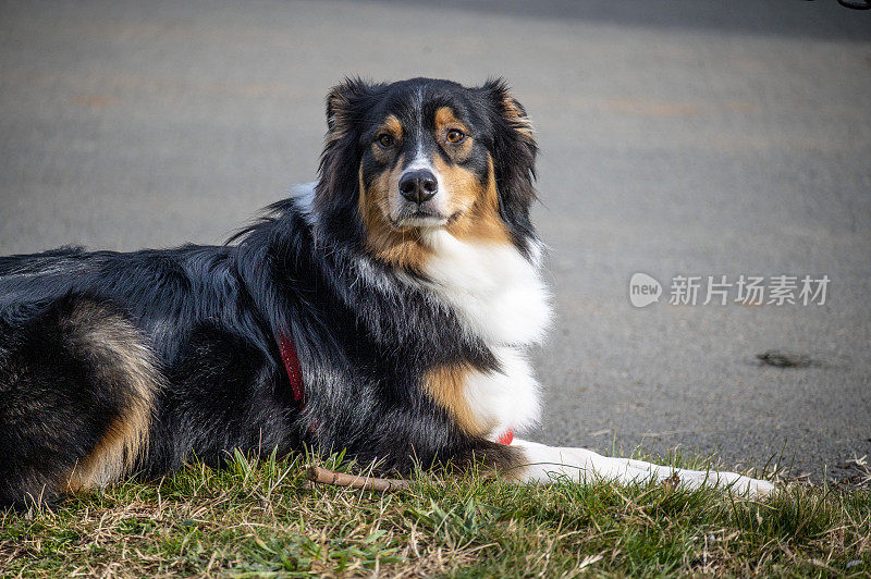 牧羊犬耐心地等待着它的主人。