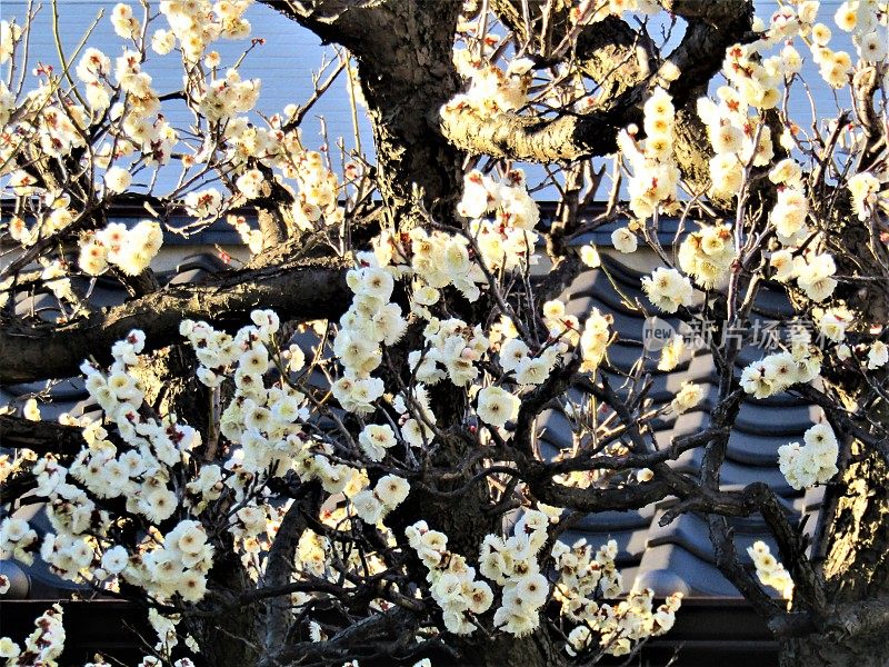 日本。2月。夕阳下的梅花。