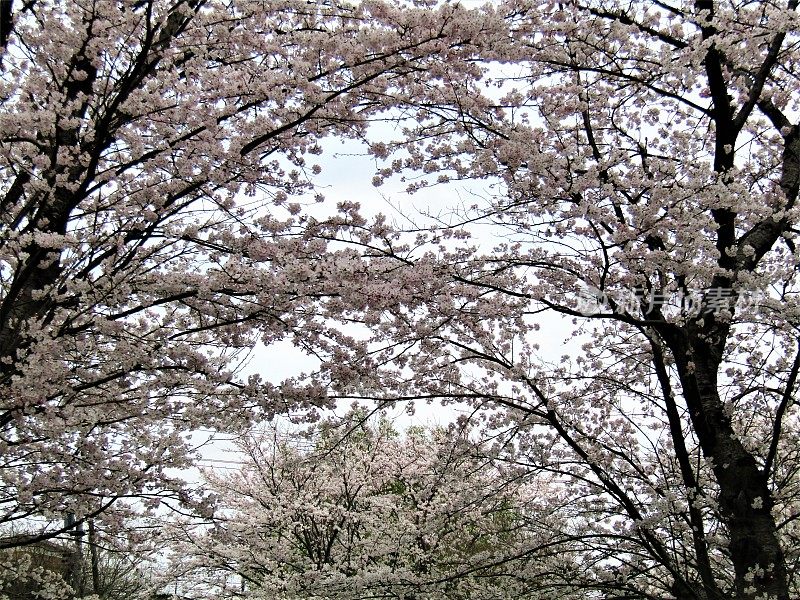 日本。三月底。到处都是樱花。