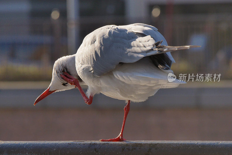 两只海鸥栖息在城市大桥的栏杆上