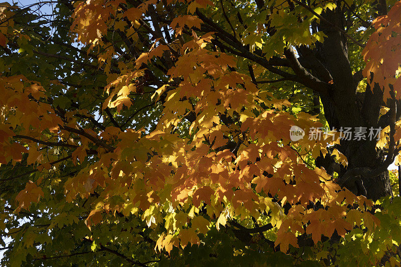 秋天五颜六色的枫树