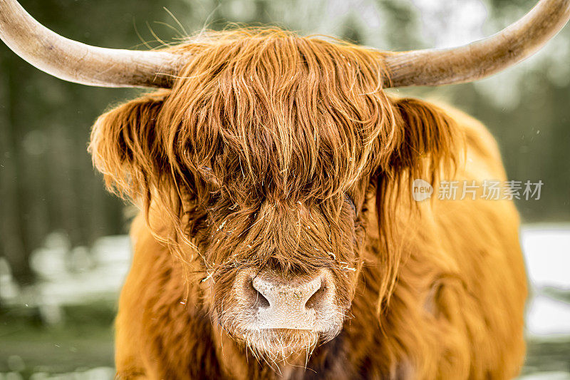 雪地里的苏格兰高地牛