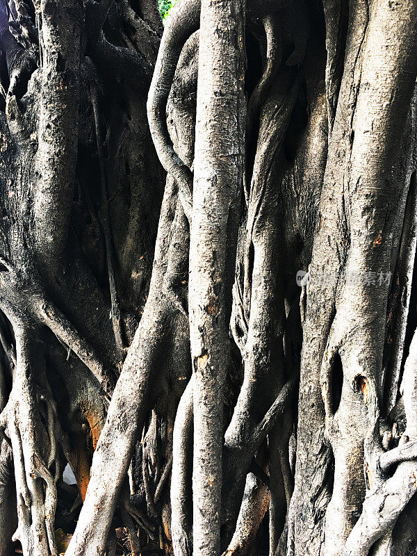 野生丛林里的大树根。热带森林深处令人惊叹的榕树根。老树有根作为自然背景