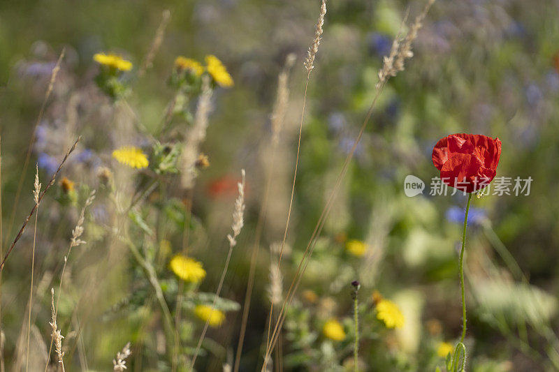 罂粟花前面的焦矢车菊