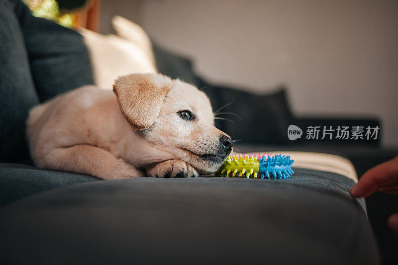 拉布拉多猎犬小狗在沙发上玩玩具