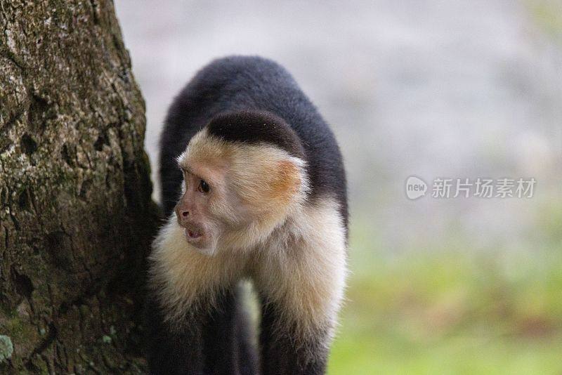 哥斯达黎加奎波斯，一只白脸卷尾猴向旁边看的特写
