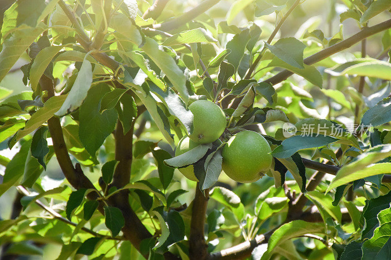 苹果树，绿色的苹果在苹果树的树枝上