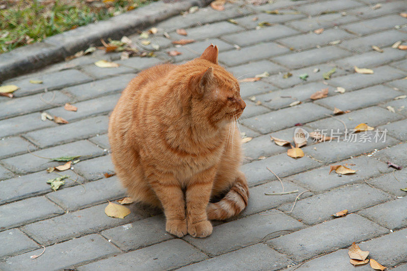 一只姜黄色的猫