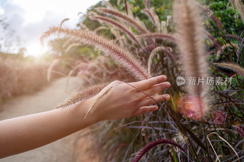 冬天的紫花